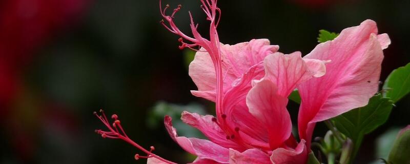 扶桑花怎么浇水（扶桑花用什么水浇好）