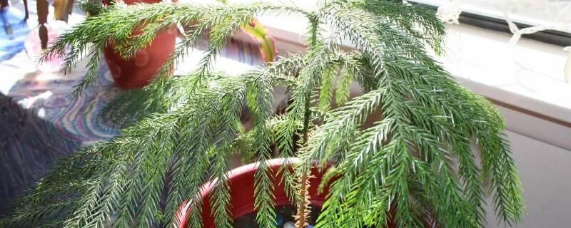 南洋杉盆景的养殖方法 南洋杉盆景的养殖方法夏季