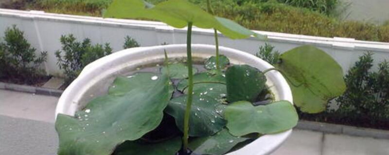 北方冬季怎么养碗莲 冬天怎样种碗莲