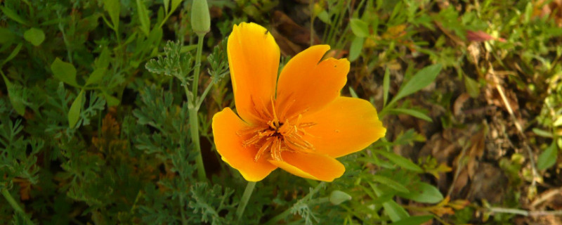 花菱草种子怎么种（花菱草幼苗）