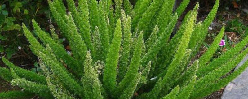 狐尾天门冬怎么养（狐尾天门冬怎么养爆盆）