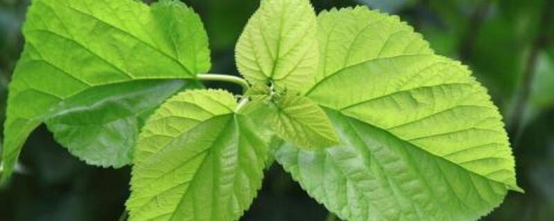 桑树叶怎么认 桑树怎么辨认