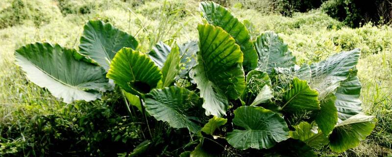 霸王芋的养殖方法 霸王芋繁殖