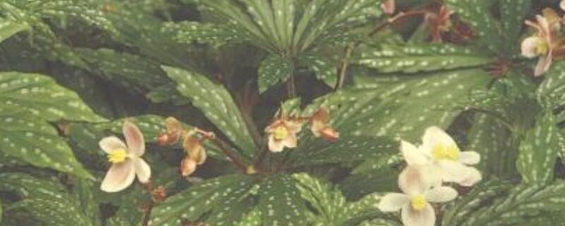 蟆叶秋海棠养殖方法（秋海棠的养殖方法）