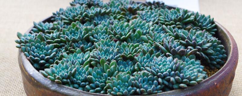 多肉换盆需要洗根吗 买回多肉植物咋换盆修根