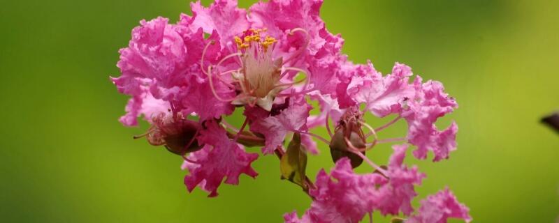 紫薇可以嫁接什么树 紫薇花树能嫁接吗