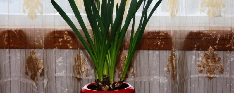 洋水仙怎么水培（洋水仙盆栽怎样培植）