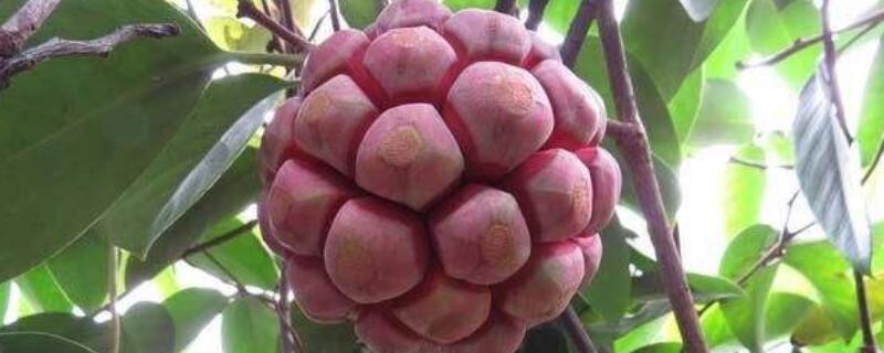 黑老虎的育苗技术（黑老虎育苗方法）