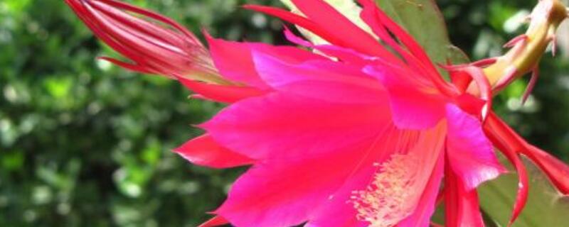 令箭荷花怎样移栽 令箭荷花怎么栽