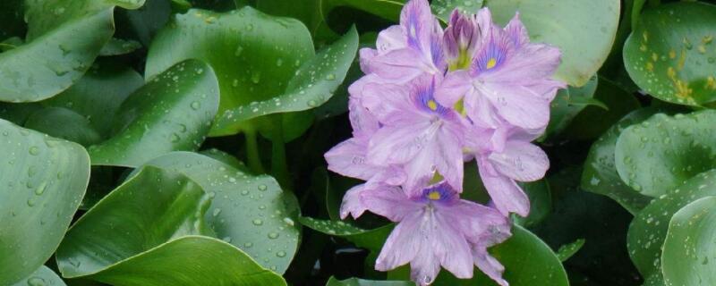 水葫芦发黄枯萎 水葫芦发黄枯萎怎么治