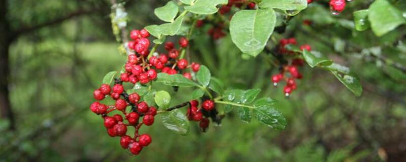 花椒树的种植方法 室内花椒树的种植方法