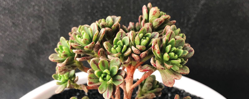 小人祭怎么爆盆（小人祭怎么种）