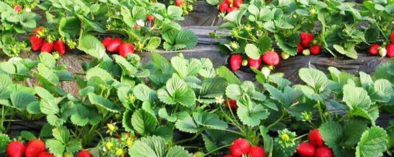 草莓苗叶子边缘变黄 草莓苗叶边开始发黄干枯
