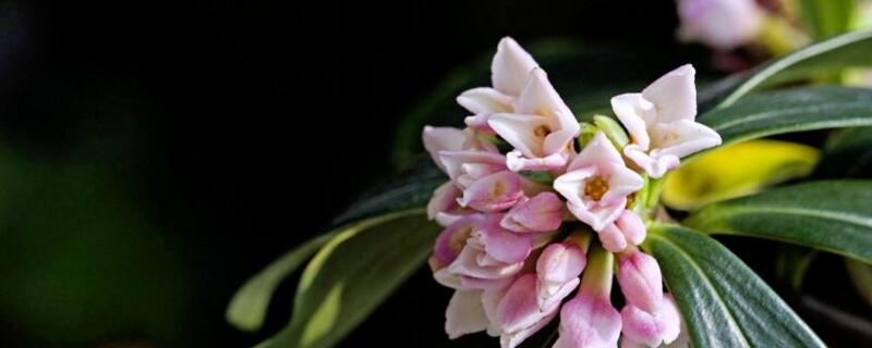 金边瑞香夏天掉叶子（金边瑞香夏天掉叶子怎么办）