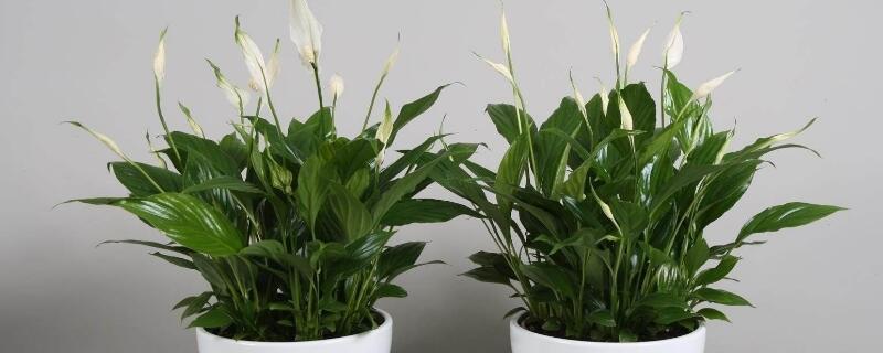 白鹤芋如何修剪 白鹤芋怎么修剪