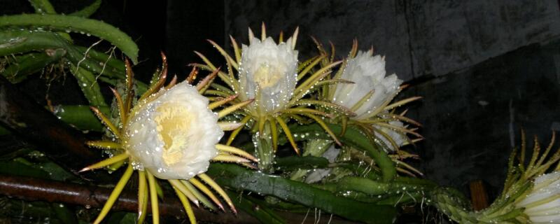 三棱箭怎样能长得又粗又长（三棱箭怎么种）