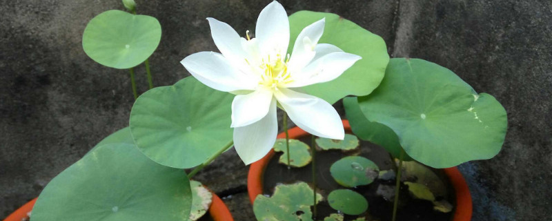 碗莲入土后怎么换水 碗莲入土后需要换水吗