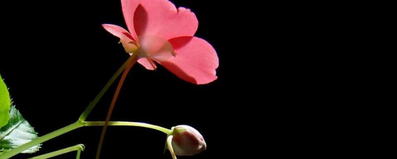 家里养的水梅花怎么黄叶呢（水梅花叶子发黄怎么回事）