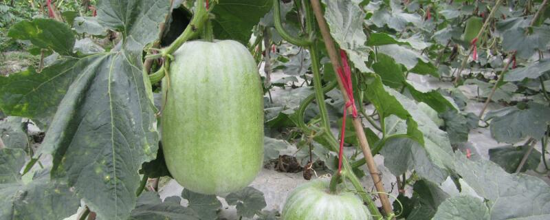 冬瓜什么时候打顶 冬瓜什么时候打顶好?