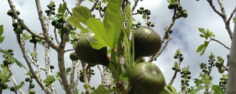 五花果树如何栽培 五花果树苗咋栽培