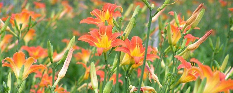 大花萱草如何养护 大花萱草冬季如何管理