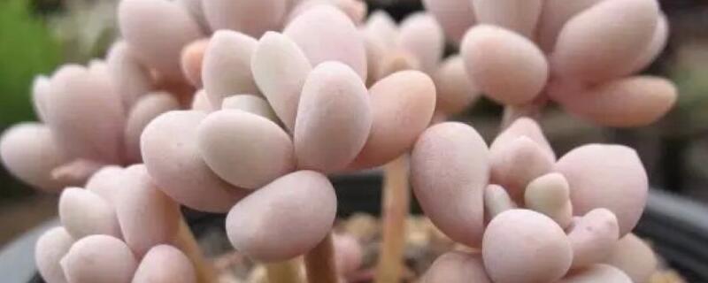 桃蛋怎么变绿了 桃蛋变绿了怎么回事