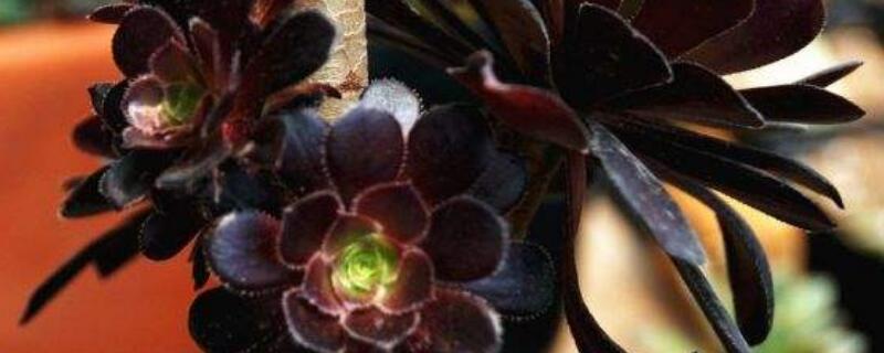 法师配什么盆（法师配什么花盆）