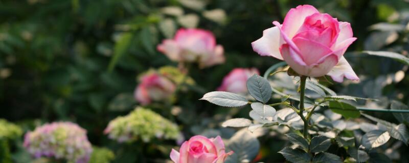 龙沙宝石用多大盆 龙沙宝石盆栽要多深的盆