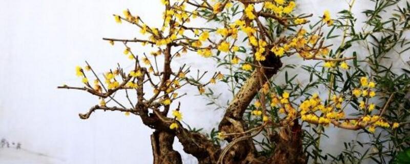 花店买的腊梅怎么养 鲜花腊梅怎么养