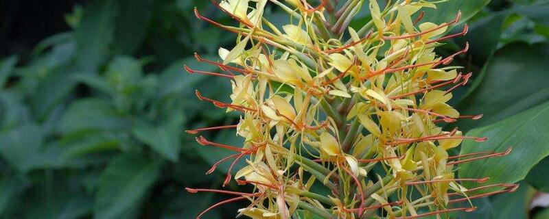 姜花怎么水养（姜花怎么养?）