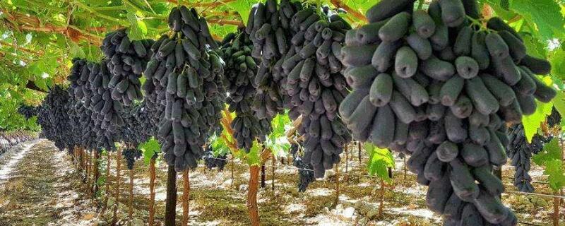 蓝宝石葡萄苗怎么种植（蓝宝石葡萄怎样育苗）