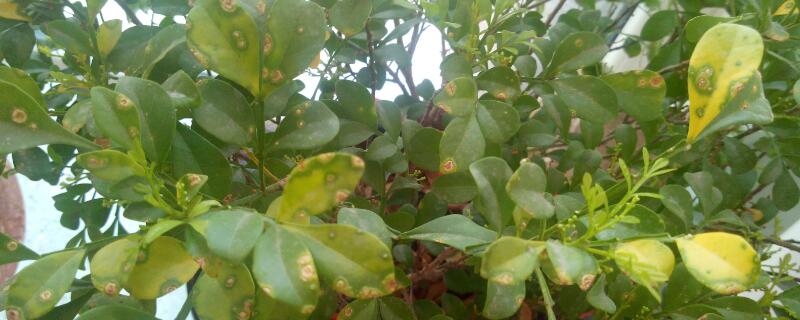 米兰干枯还能救活吗 米兰枯叶了还能活吗