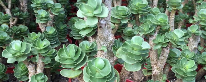 金钱木的养殖方法（金钱木的养殖方法和注意事项视频）