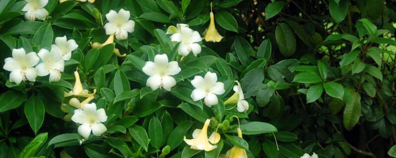 如何让非洲茉莉开花(非洲茉莉怎么能开花)