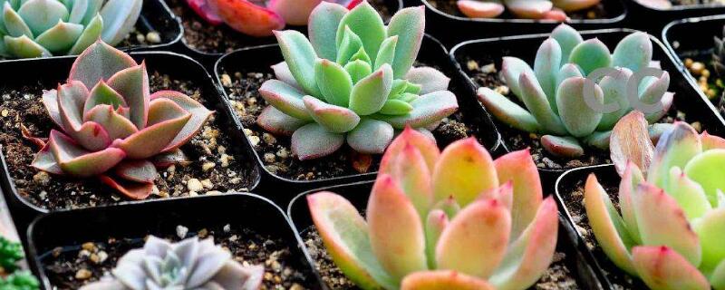 新手多肉养殖教程(新手如何养多肉步骤图)