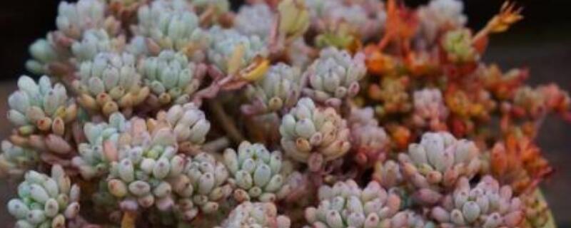 蓝豆怎么爆盆（多肉蓝豆怎么养爆盆）