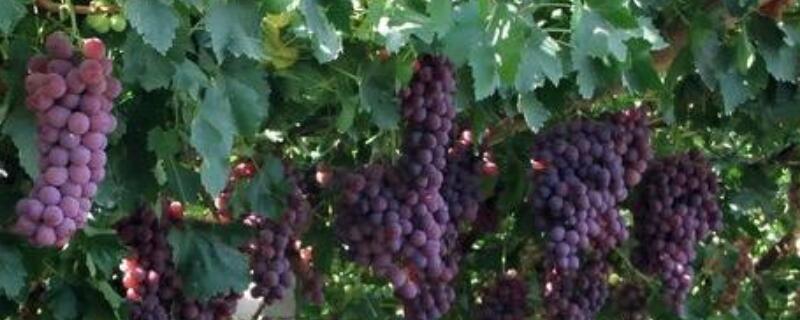 葡萄的压条繁殖技术 葡萄树的压条繁殖什么时候进行