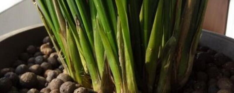 墨兰黄叶是什么原因 墨兰黄叶子