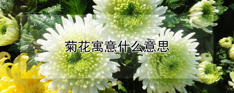 菊花寓意什么意思（菊花寓意是什么意思）