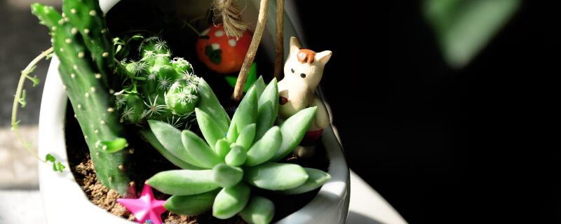 多肉伴侣使用方法（多肉伴侣有什么效果?）