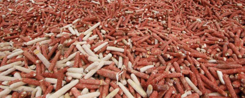 玉米芯怎么发酵养花（玉米芯养花不需要发酵吗）