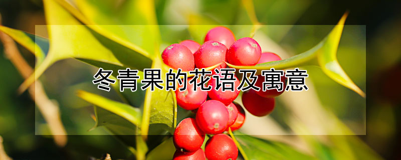 冬青果的花语及寓意（冬青果有什么寓意）