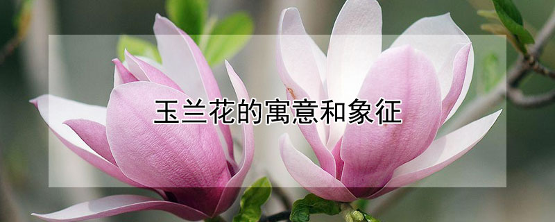 玉兰花的寓意和象征（粉色玉兰花的寓意和象征）