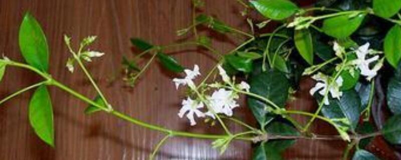 盘龙香的养殖方法（盘龙香在室内可以养吗）