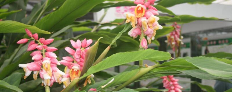 姜花怎么不开花 姜花为什么不开花