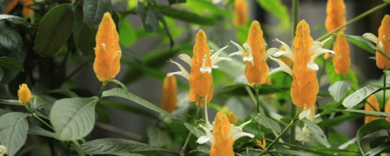 金苞花修剪方法（金苞花怎么修剪）