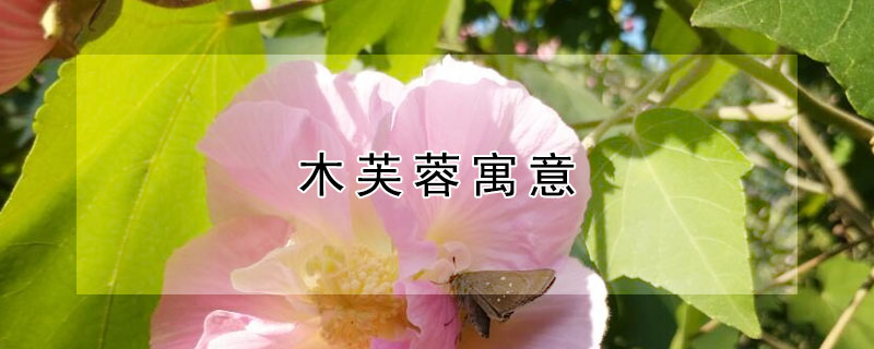 木芙蓉寓意（木芙蓉寓意跟花语）
