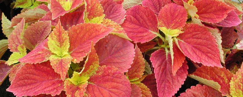 彩叶草养殖方法 彩叶草的养殖方法和注意事项视频