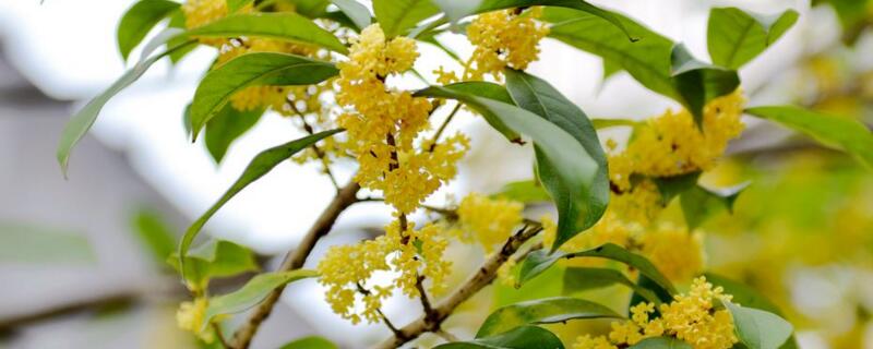 桂花插扦方法（桂花扦插方法几天活）