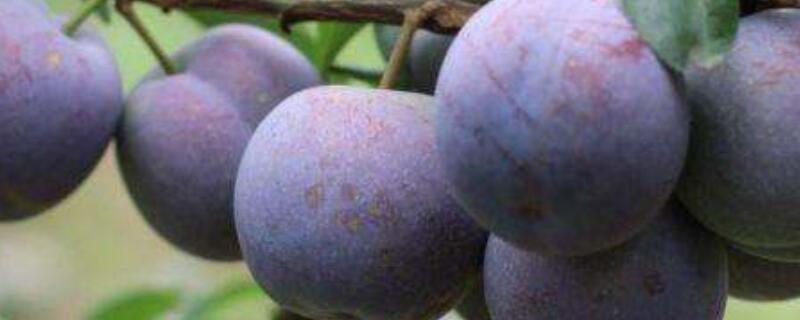 五月脆李什么时候成熟(脆李几月份成熟)
